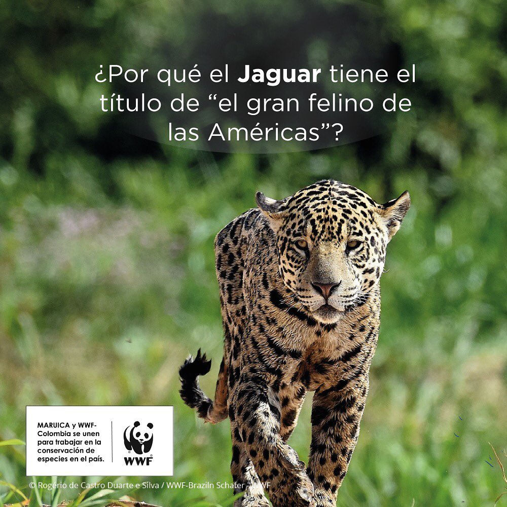 El Jaguar y sus amenazas en Colombia #ElReyJaguar 